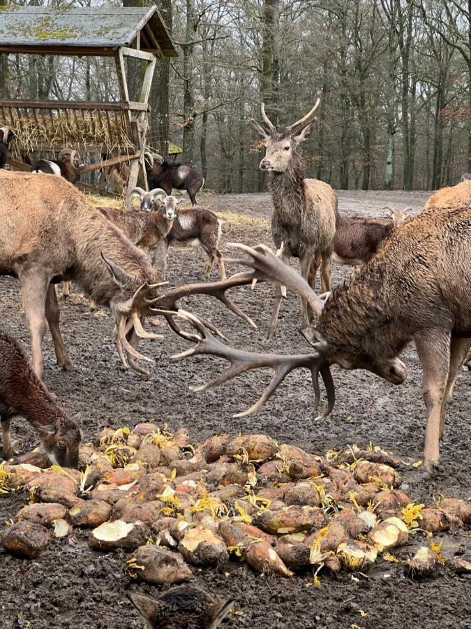 Ferienhaus Waldblick Hohenfels-Essingen Dış mekan fotoğraf